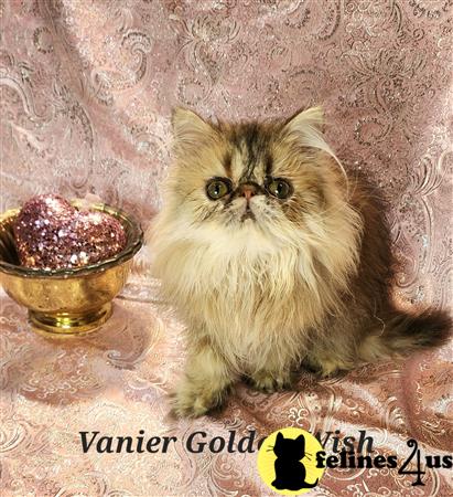 Vanierpersians Picture 3